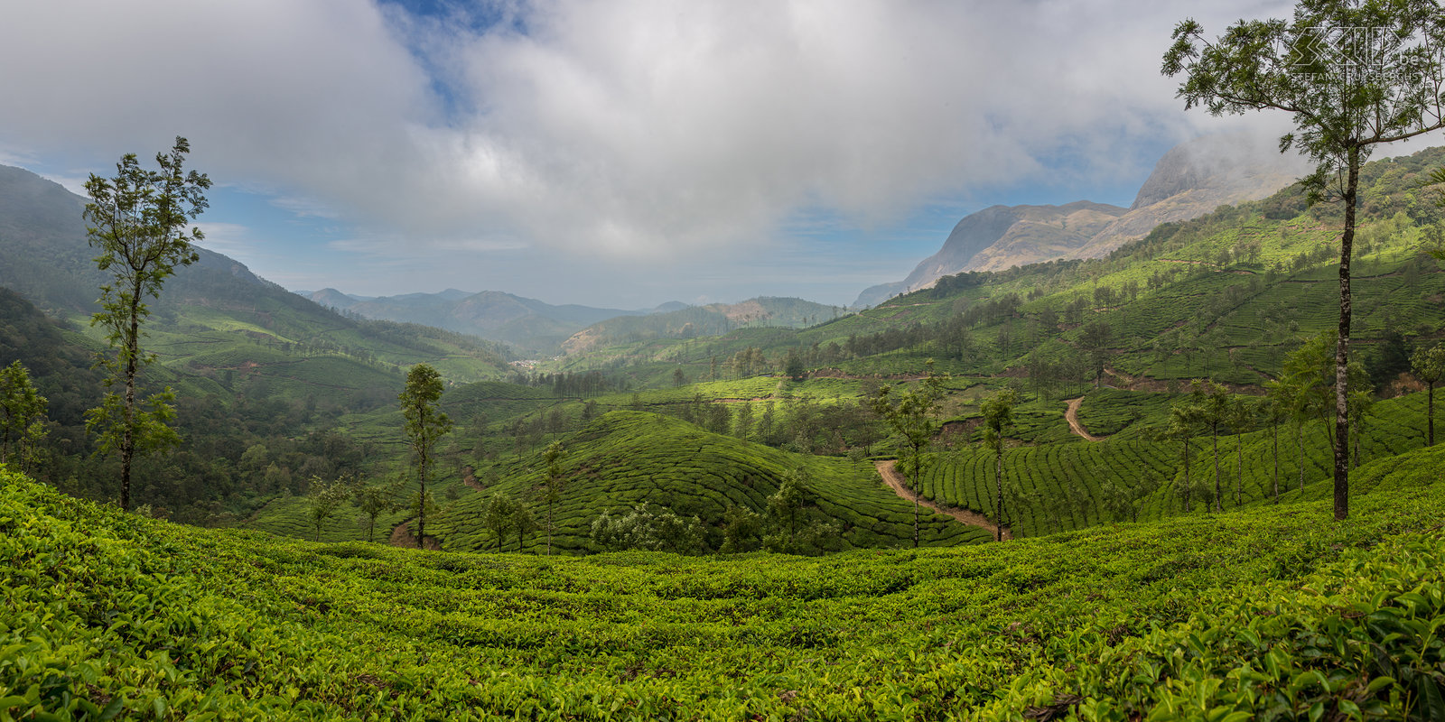 Munnar - Tea fields Munnar is located at the confluence of three mountain rivers at an altitude of 1600 meters above sea level. The town is one of the main centers of the tea industry of the state Kerala. Munnar is a popular tourist destination with its enchanting landscapes with vast tea plantations, colonial bungalows, streams and waterfalls. Previously this 'hill station' was used by British colonists as a summer retreat to escape the heat of the lowlands. The pleasant cool climate is ideal for growing spices, coffee and tea. Stefan Cruysberghs